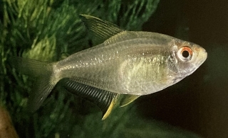 Hyphessobrycon pulchripinnis femelle